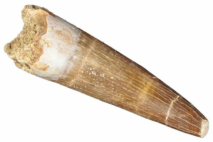 Fossil Plesiosaur (Zarafasaura) Tooth - Morocco #287151